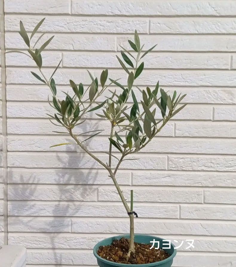 オリーブの木 カヨンヌ 希少 - 果樹最 安値 価格