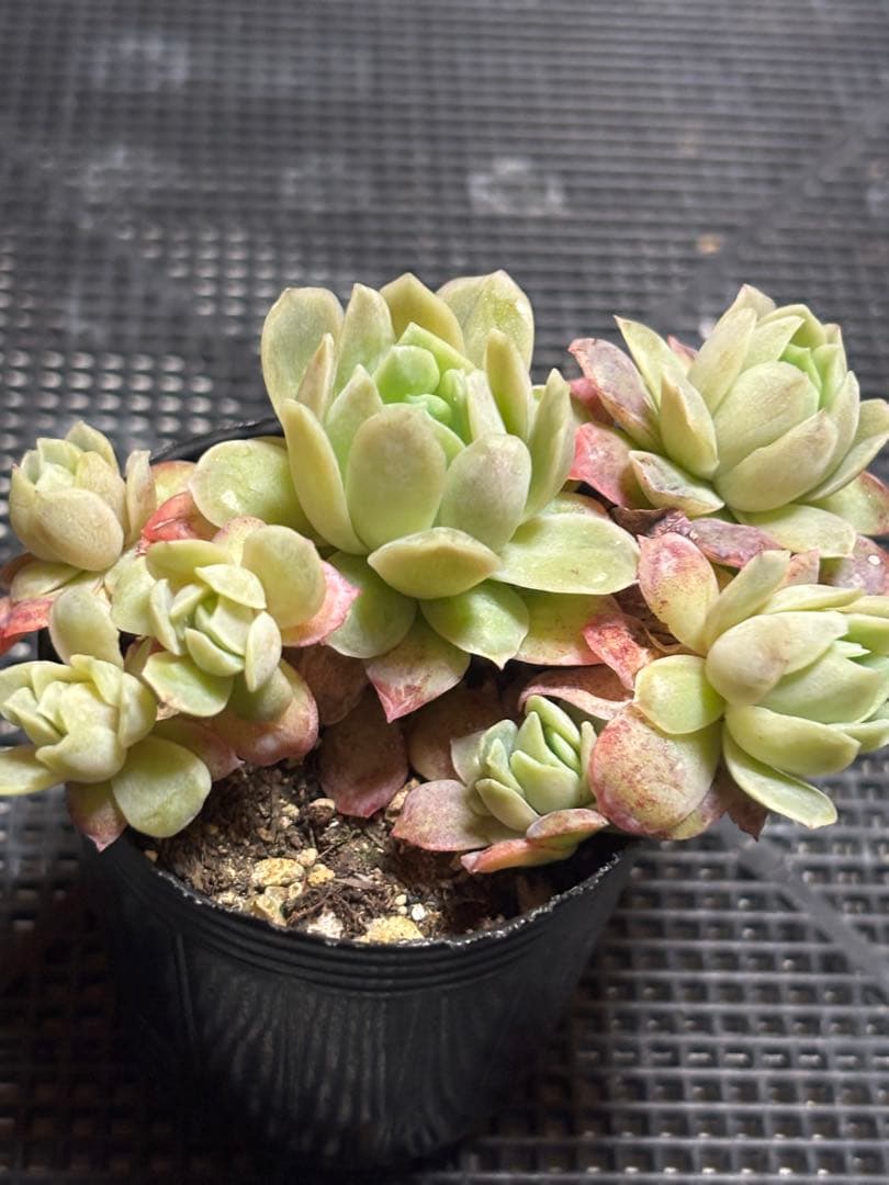 Y5】ラズベリーアイス錦 群生 多頭 エケベリア 多肉植物 抜き苗 - メルカリ