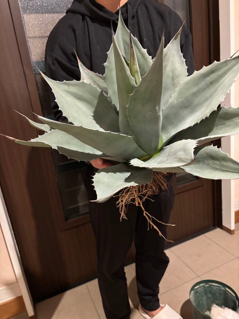 アガベ　オバティフォリア　大株　特価株