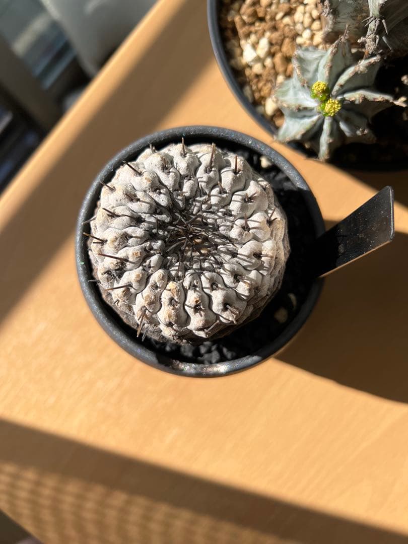 【美株】コピアポアシネレア　黒王丸