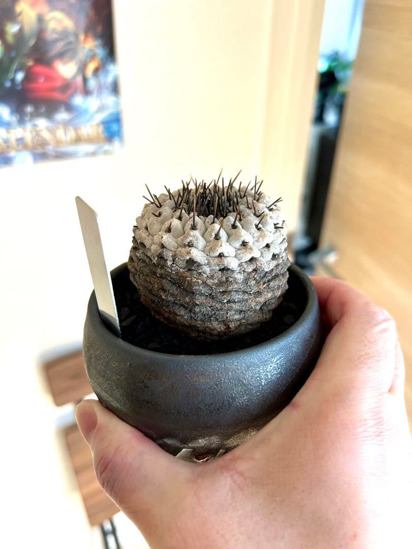 【美株】コピアポアシネレア　黒王丸