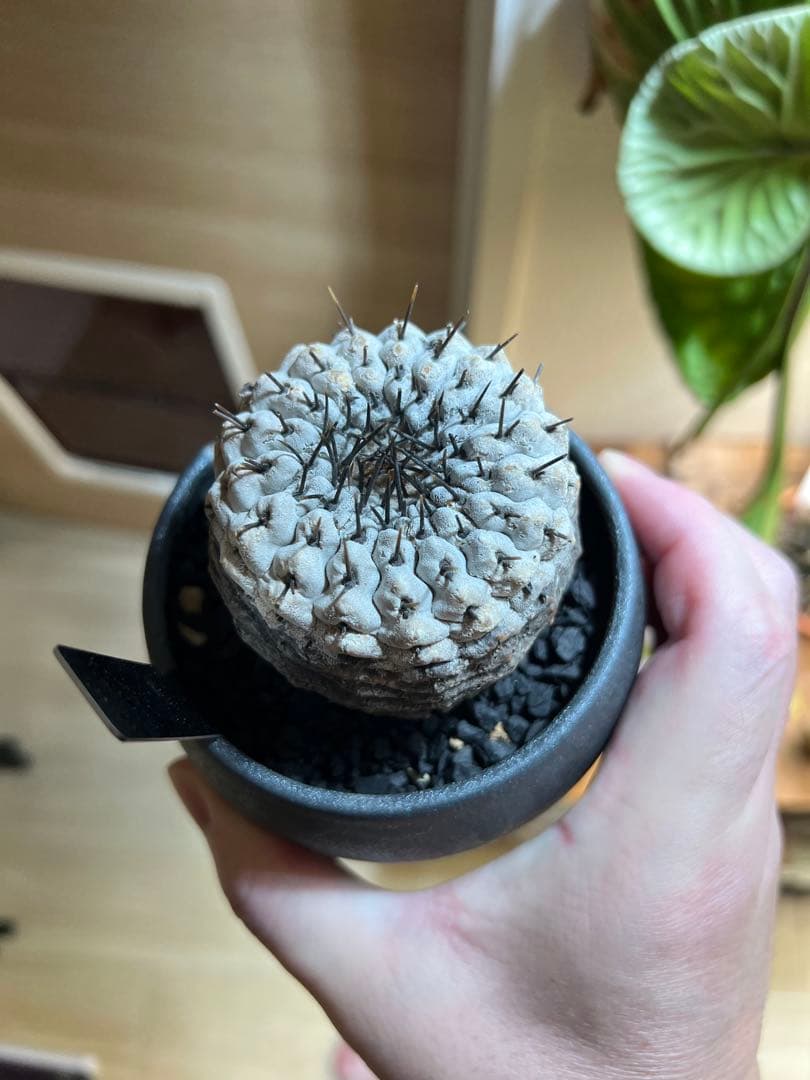 【美株】コピアポアシネレア　黒王丸