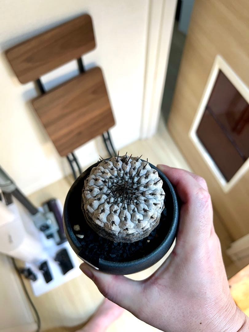 【美株】コピアポアシネレア　黒王丸