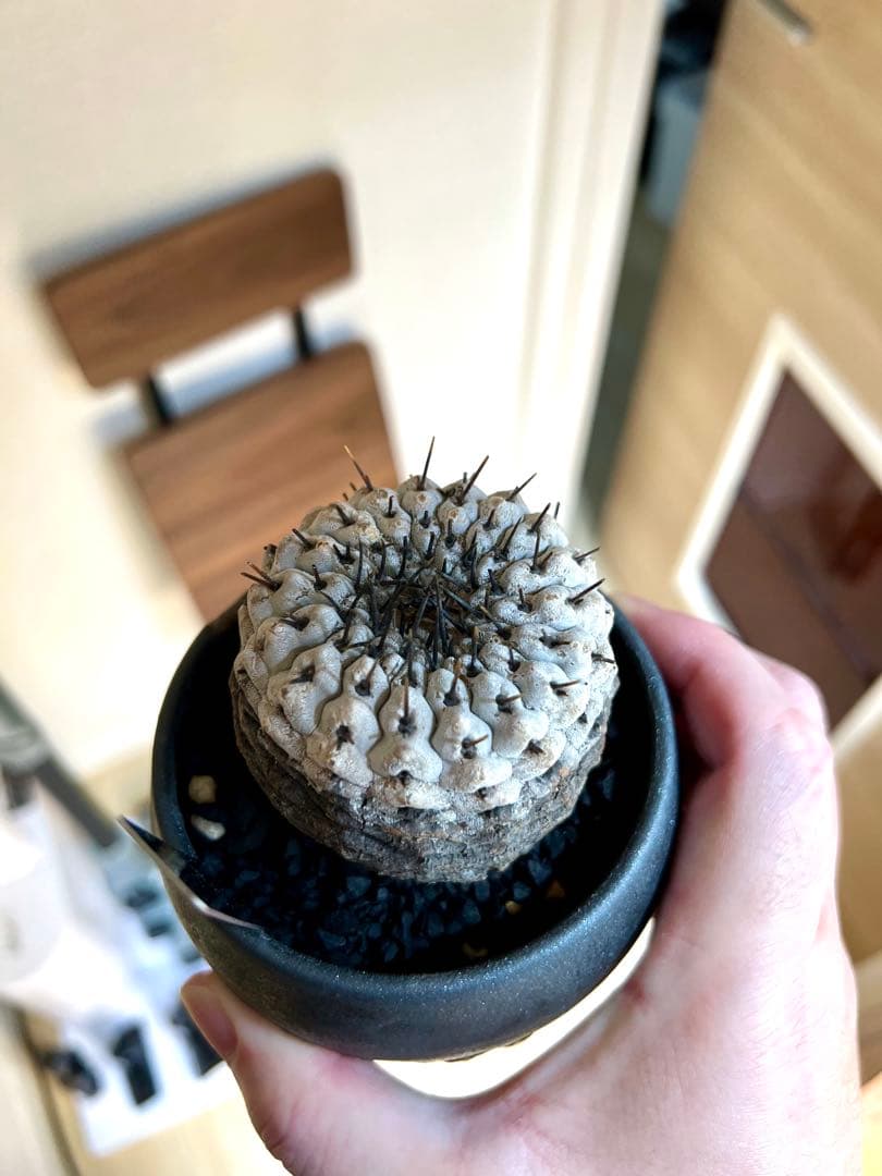 【美株】コピアポアシネレア　黒王丸