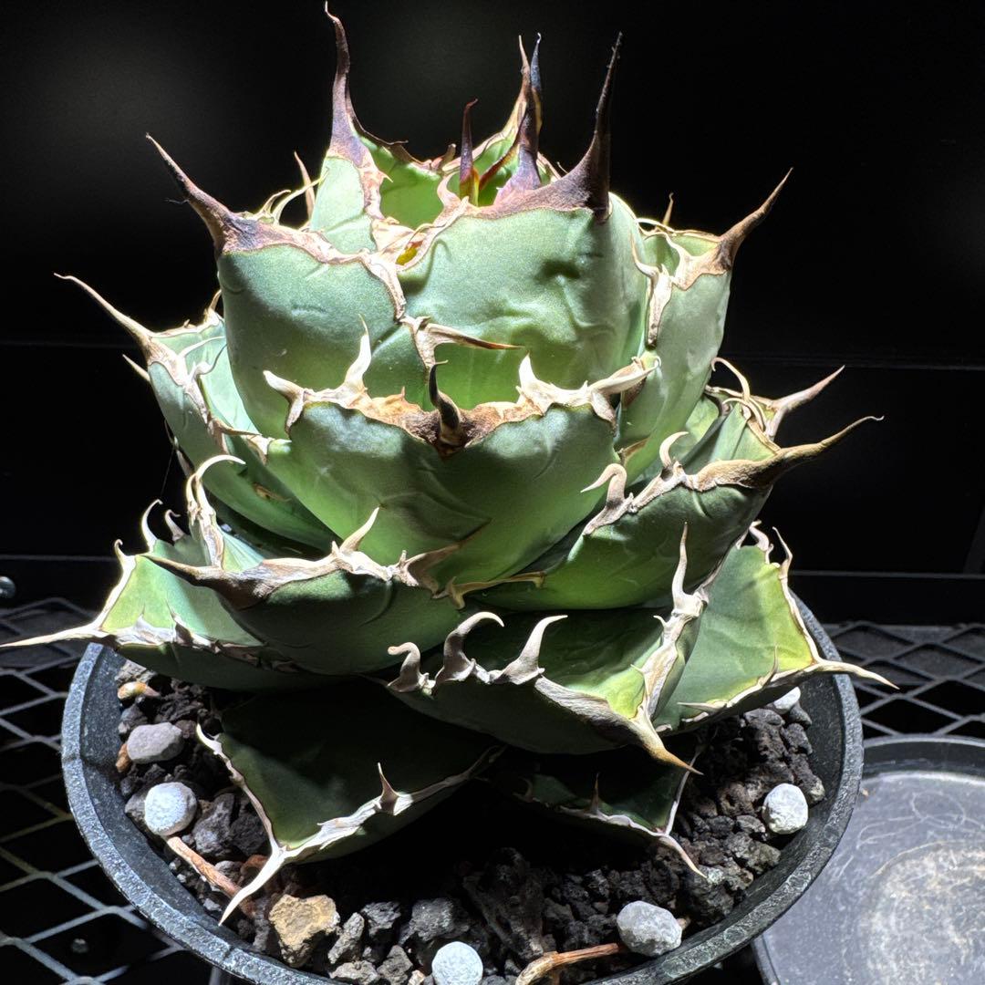 アガベ　チタノタ　ノーネーム　イラン株　大株　ローズ　レッドヴェノム　ノヴァ