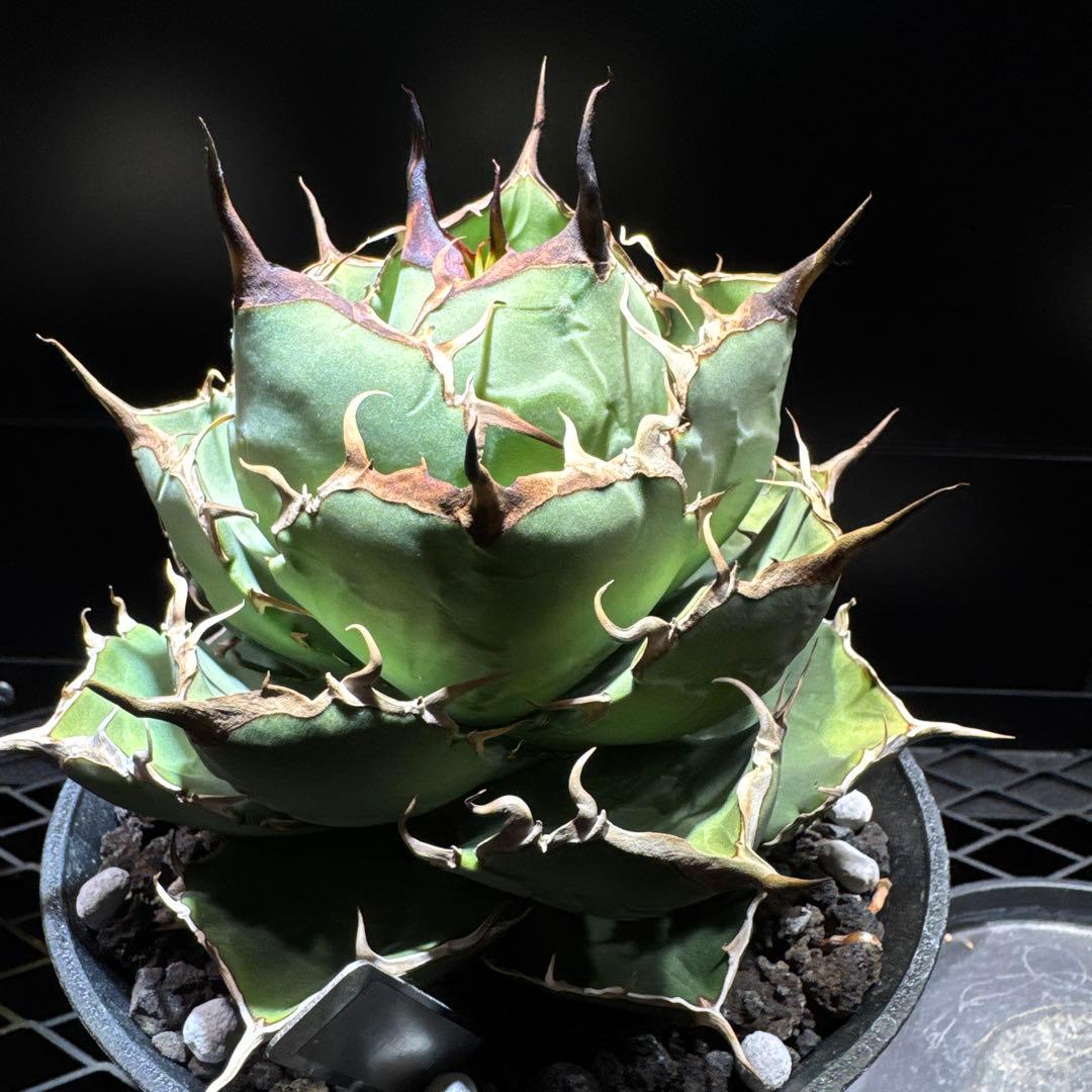 アガベ　チタノタ　ノーネーム　イラン株　大株　ローズ　レッドヴェノム　ノヴァ