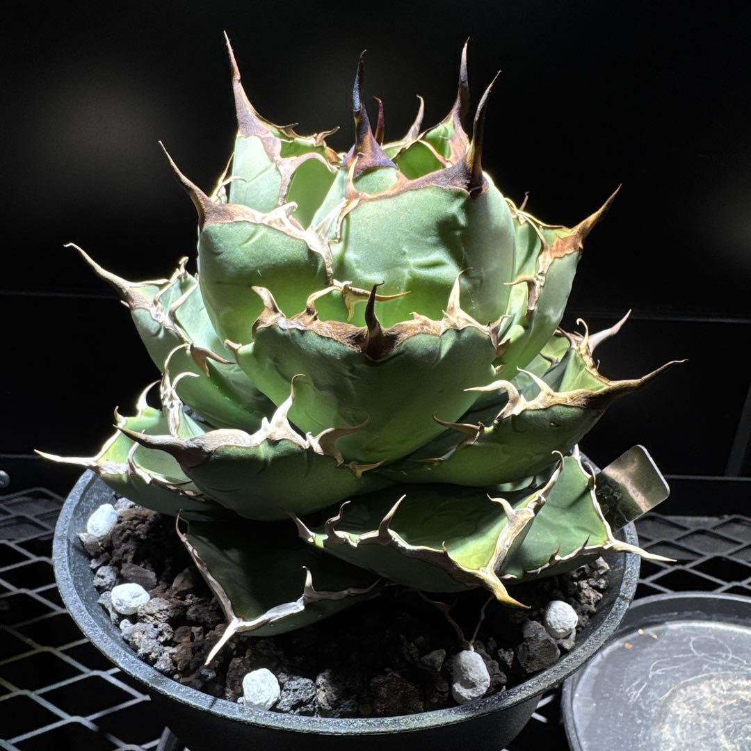 アガベ　チタノタ　ノーネーム　イラン株　大株　ローズ　レッドヴェノム　ノヴァ