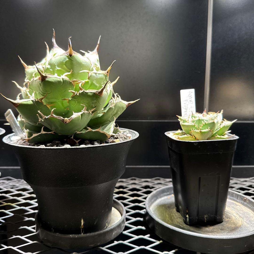 アガベ　チタノタ　ノーネーム　イラン株　大株　ローズ　レッドヴェノム　ノヴァ