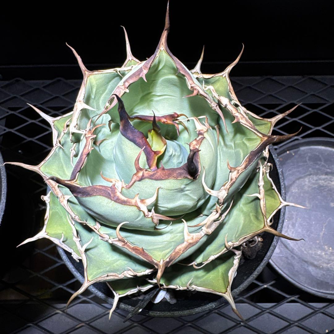 アガベ　チタノタ　ノーネーム　イラン株　大株　ローズ　レッドヴェノム　ノヴァ