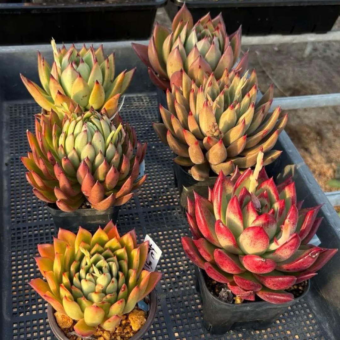 エケベリア 6種 ツヤツヤバキバキセット 抜き苗 多肉植物 - メルカリ