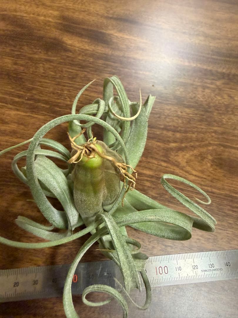 チランジア カーリースリム エアープランツ