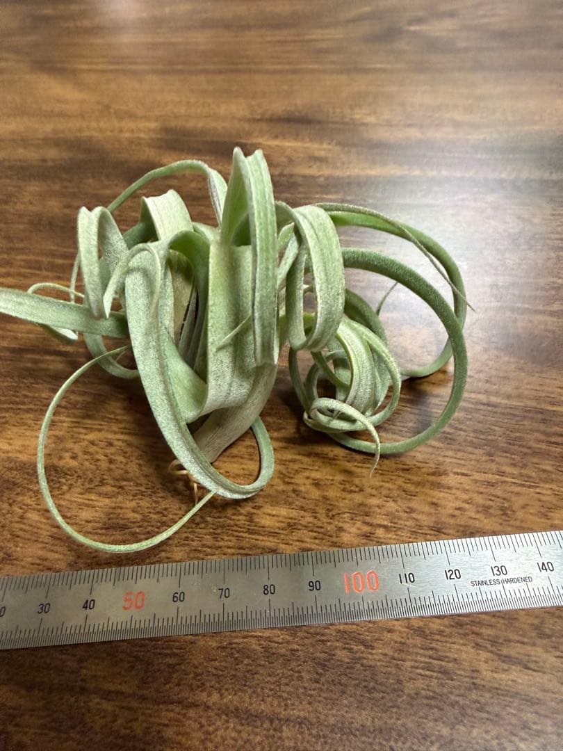 チランジア カーリースリム エアープランツ