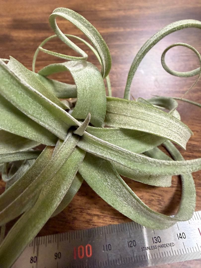 チランジア カーリースリム エアープランツ