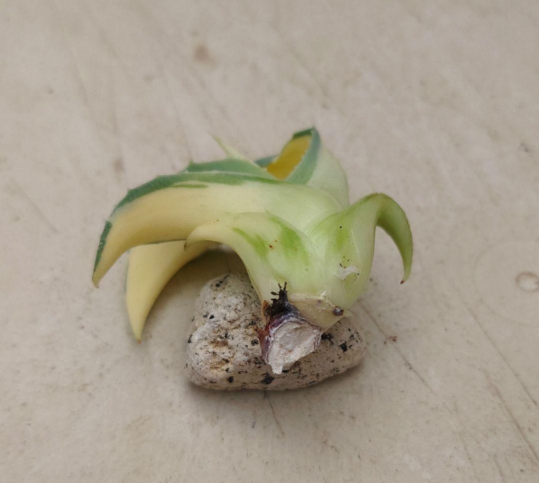 S*N様 アガベ オバティフォリア アウェイクニングエンジェル - メルカリ