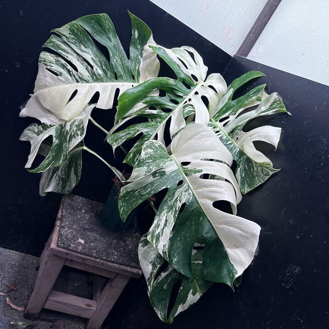 斑入りモンステラ ホワイトタイガー極美大株70cm白斑多