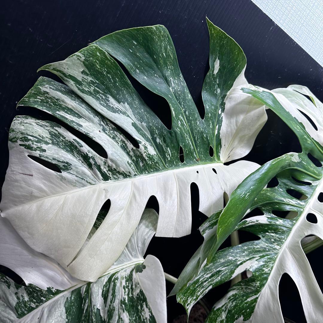 斑入りモンステラ ホワイトタイガー極美大株70cm白斑多