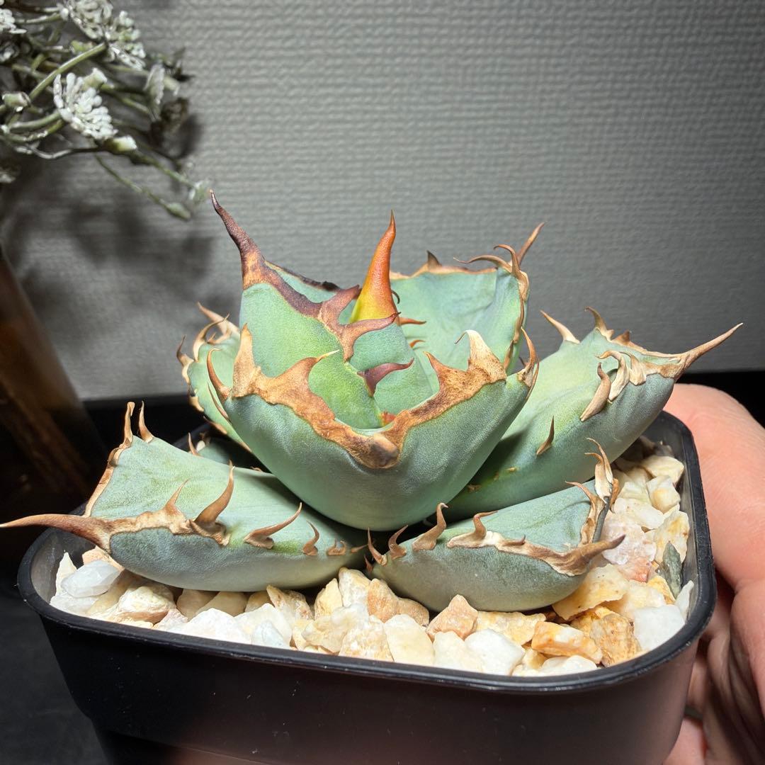 2/5更新　アガベチタノタ　ブルー　実生選抜　阿修羅・鳳凰ぽい雰囲気　発根済み