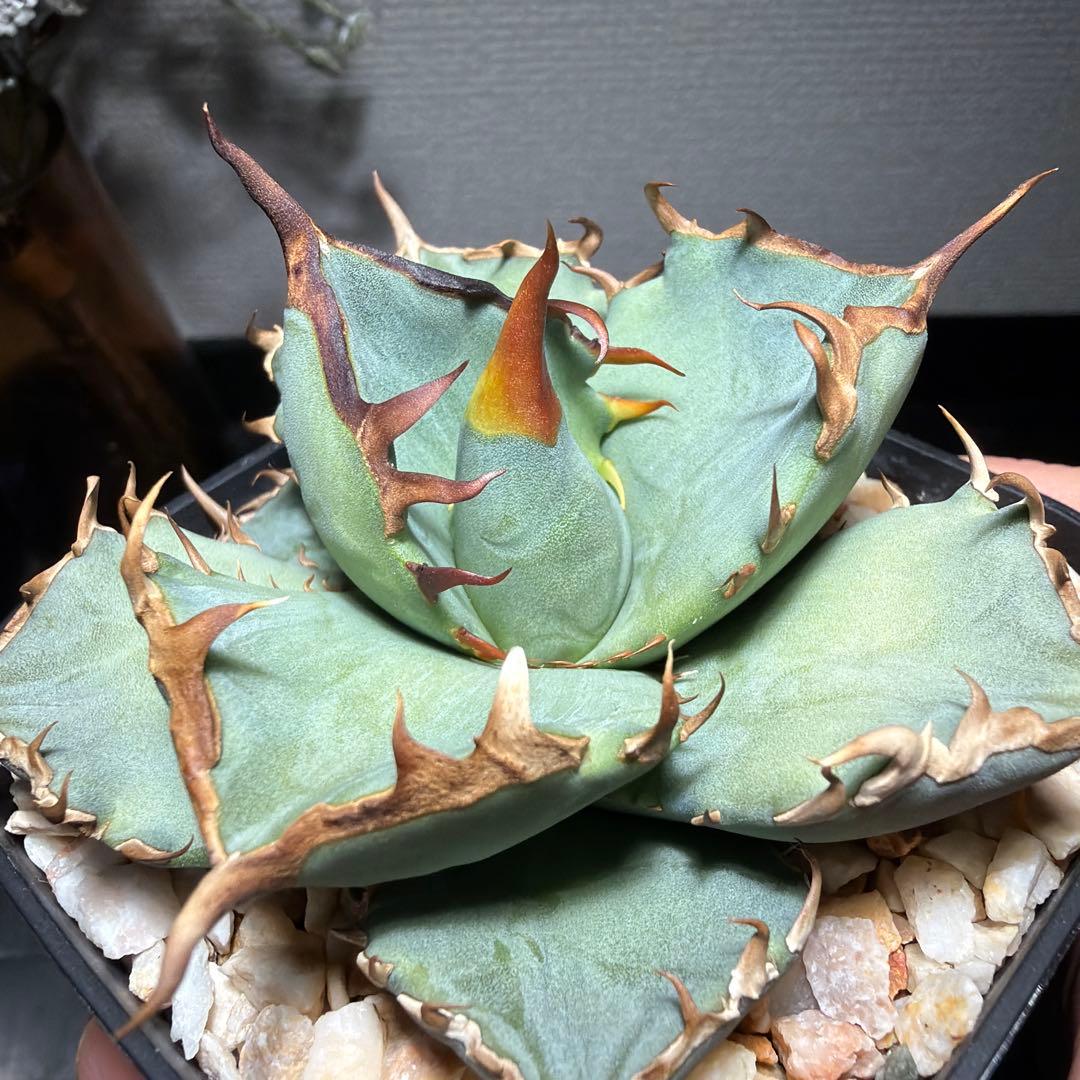 2/5更新　アガベチタノタ　ブルー　実生選抜　阿修羅・鳳凰ぽい雰囲気　発根済み