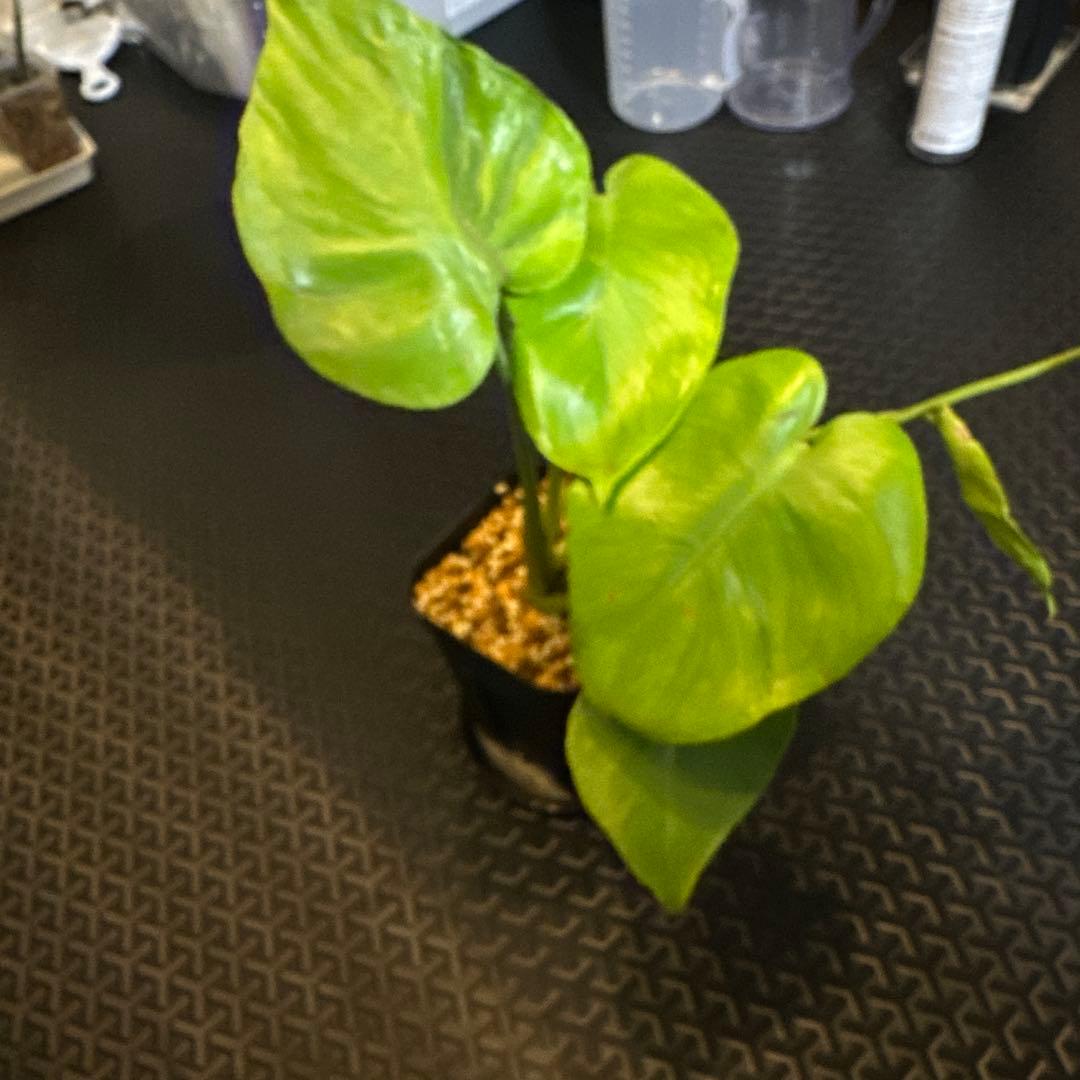 モンステラ　デリシオーサ　ミューテーション　奇形　グリーンオン？
