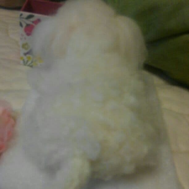 羊毛フェルト　マルプー参考商品です