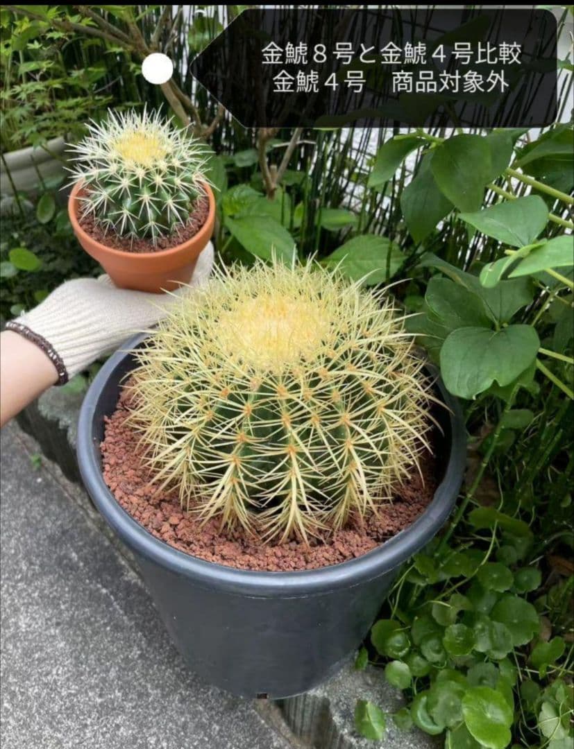 金鯱 サボテン キンシャチ 8号 ロックガーデン 逸品 エキノカクタス
