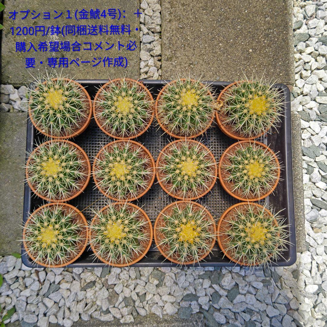 金鯱 サボテン キンシャチ 8号 ロックガーデン 逸品 エキノカクタス