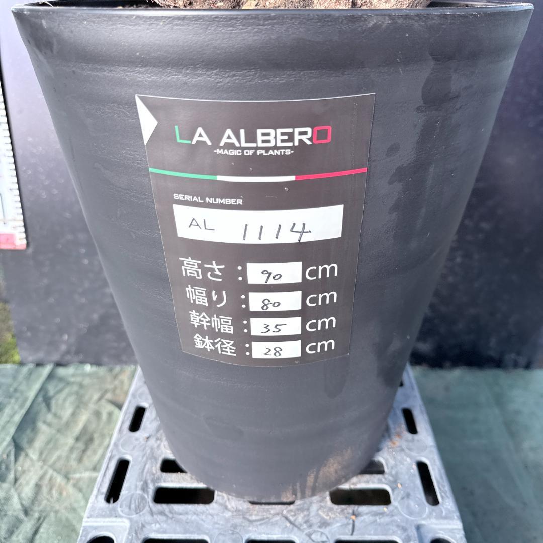 【AL1114】ユッカ　ロストラータ　超希少バランスの良いダブルヘッド