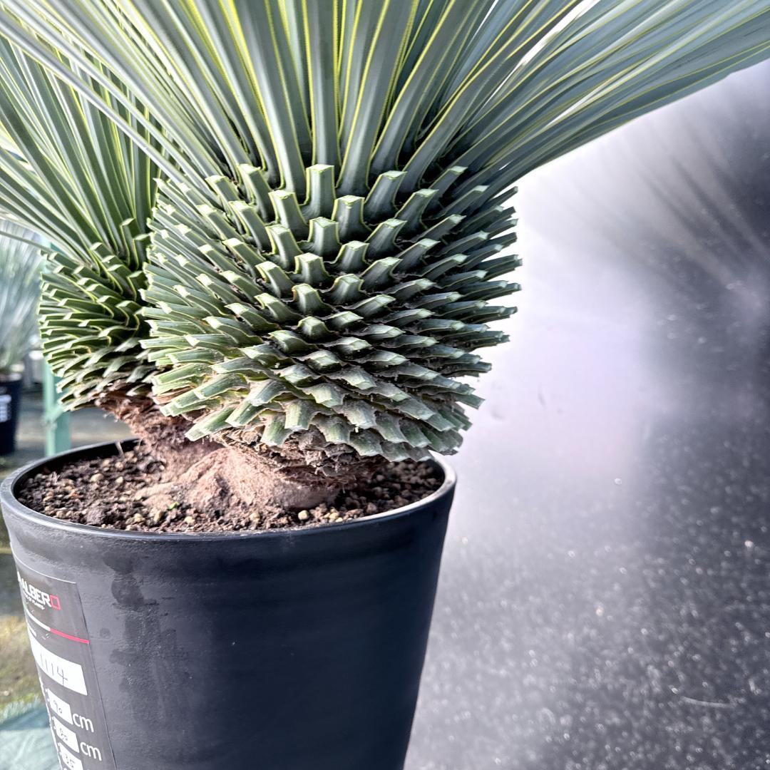 【AL1114】ユッカ　ロストラータ　超希少バランスの良いダブルヘッド