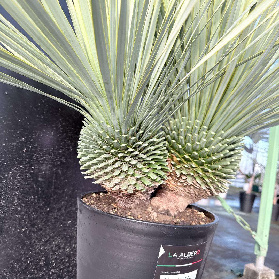 【AL1114】ユッカ　ロストラータ　超希少バランスの良いダブルヘッド