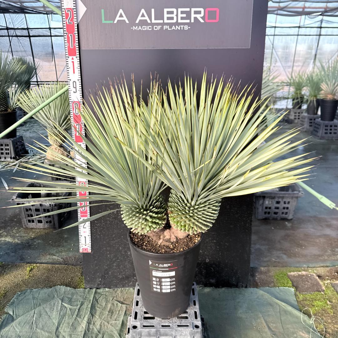 【AL1114】ユッカ　ロストラータ　超希少バランスの良いダブルヘッド