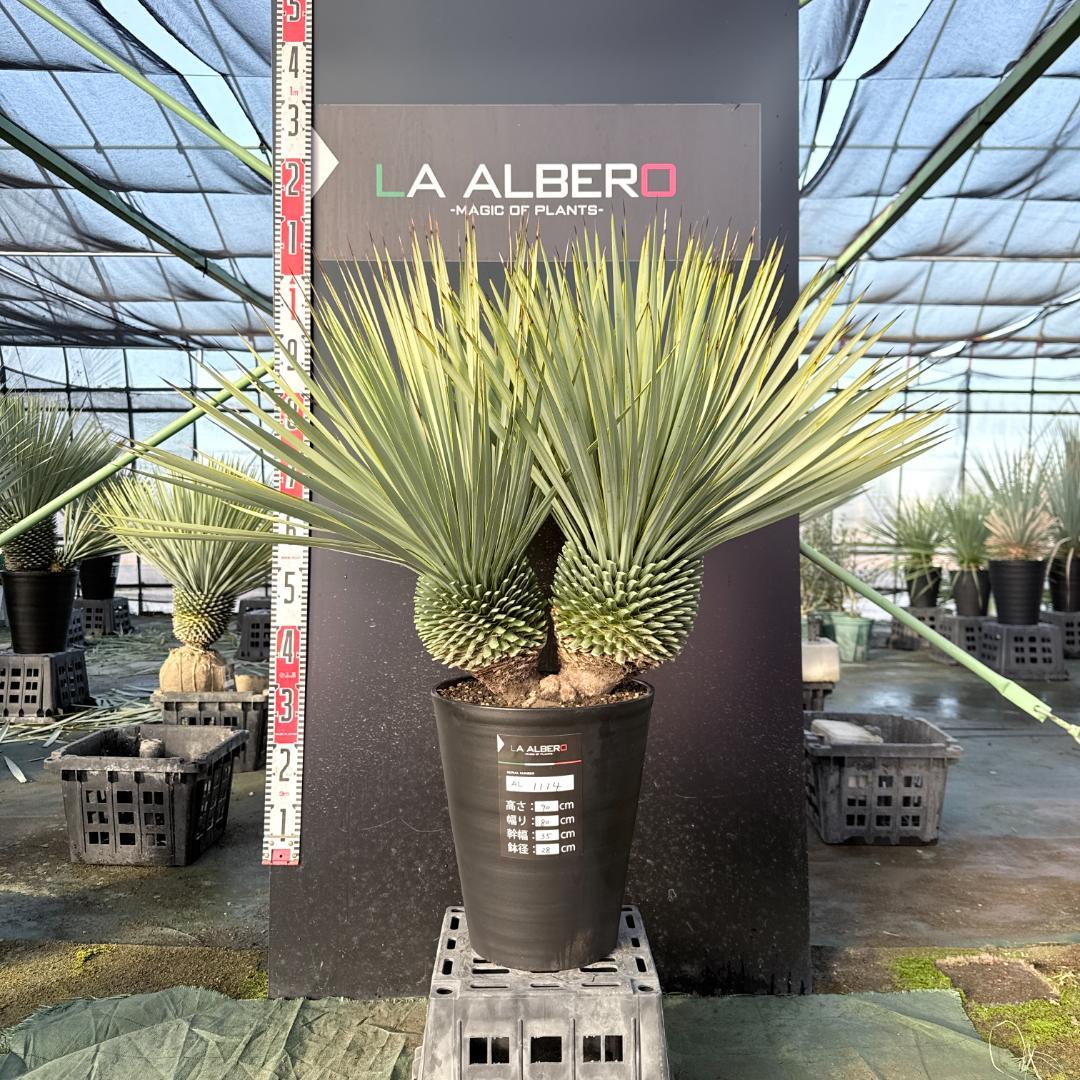 【AL1114】ユッカ　ロストラータ　超希少バランスの良いダブルヘッド