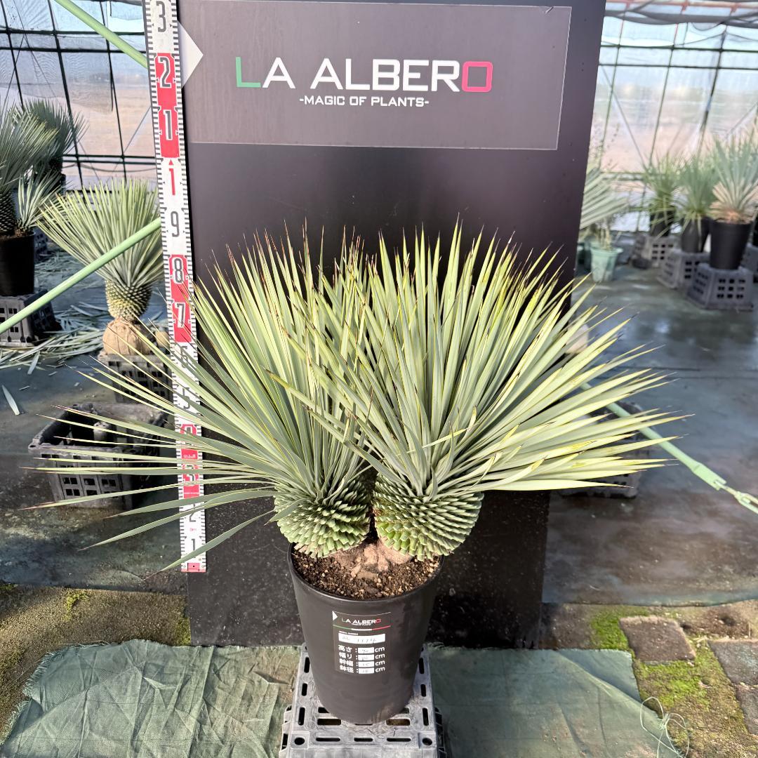 【AL1114】ユッカ　ロストラータ　超希少バランスの良いダブルヘッド