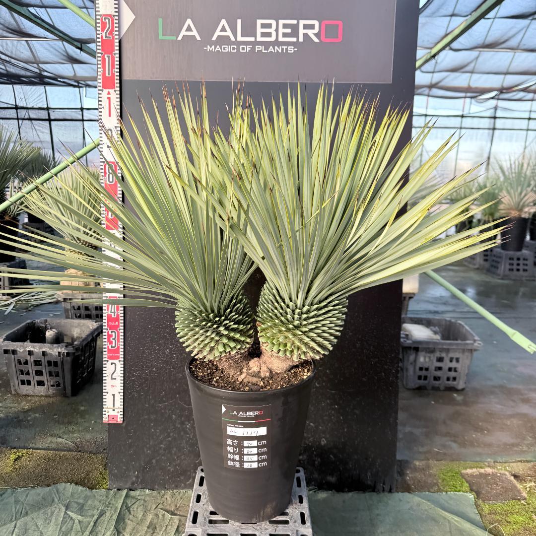 【AL1114】ユッカ　ロストラータ　超希少バランスの良いダブルヘッド