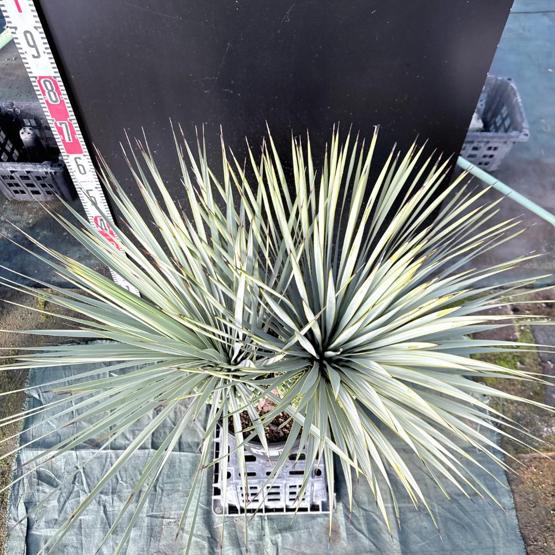 【AL1114】ユッカ　ロストラータ　超希少バランスの良いダブルヘッド