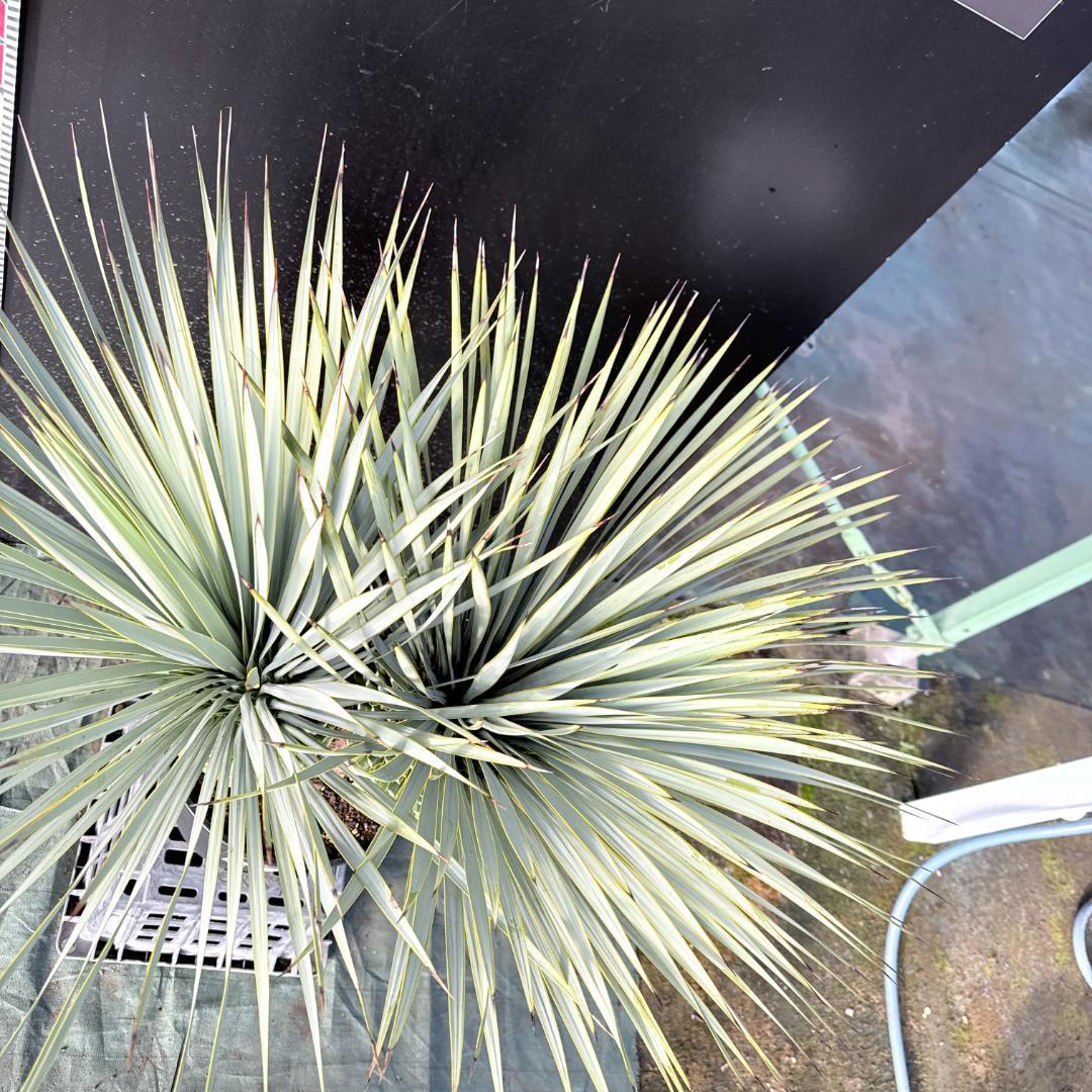 【AL1114】ユッカ　ロストラータ　超希少バランスの良いダブルヘッド