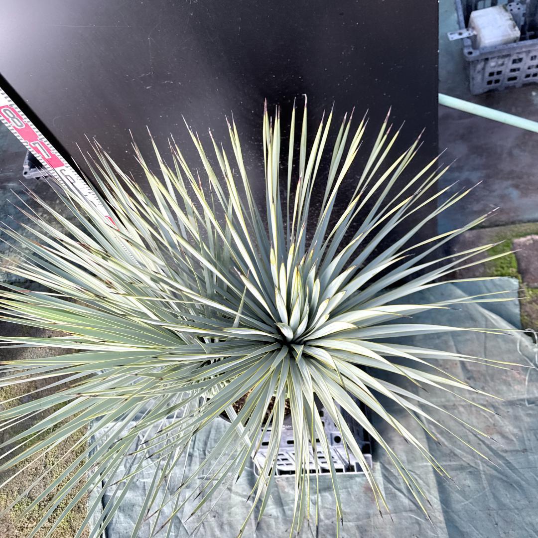 【AL1114】ユッカ　ロストラータ　超希少バランスの良いダブルヘッド