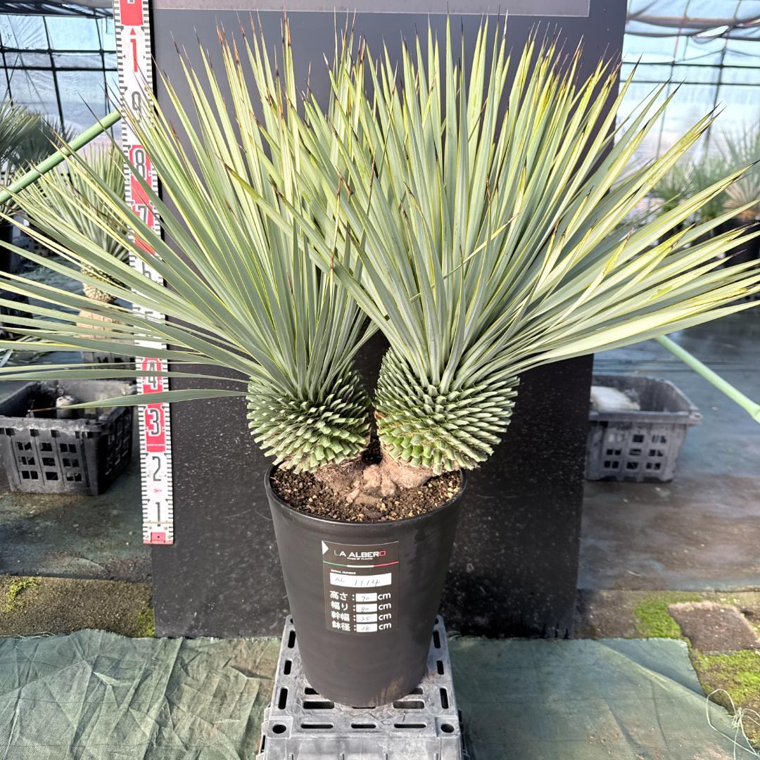 【AL1114】ユッカ　ロストラータ　超希少バランスの良いダブルヘッド