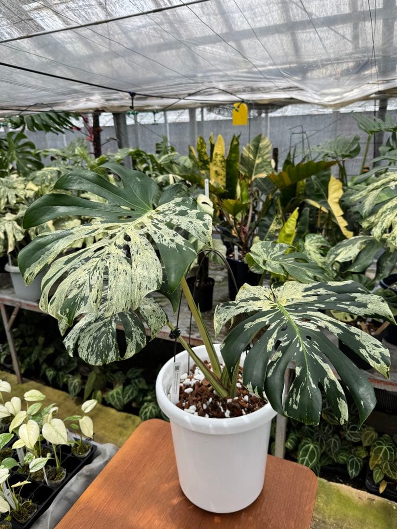 モンステラ デリシオーサ ベトシオーサ - メルカリ