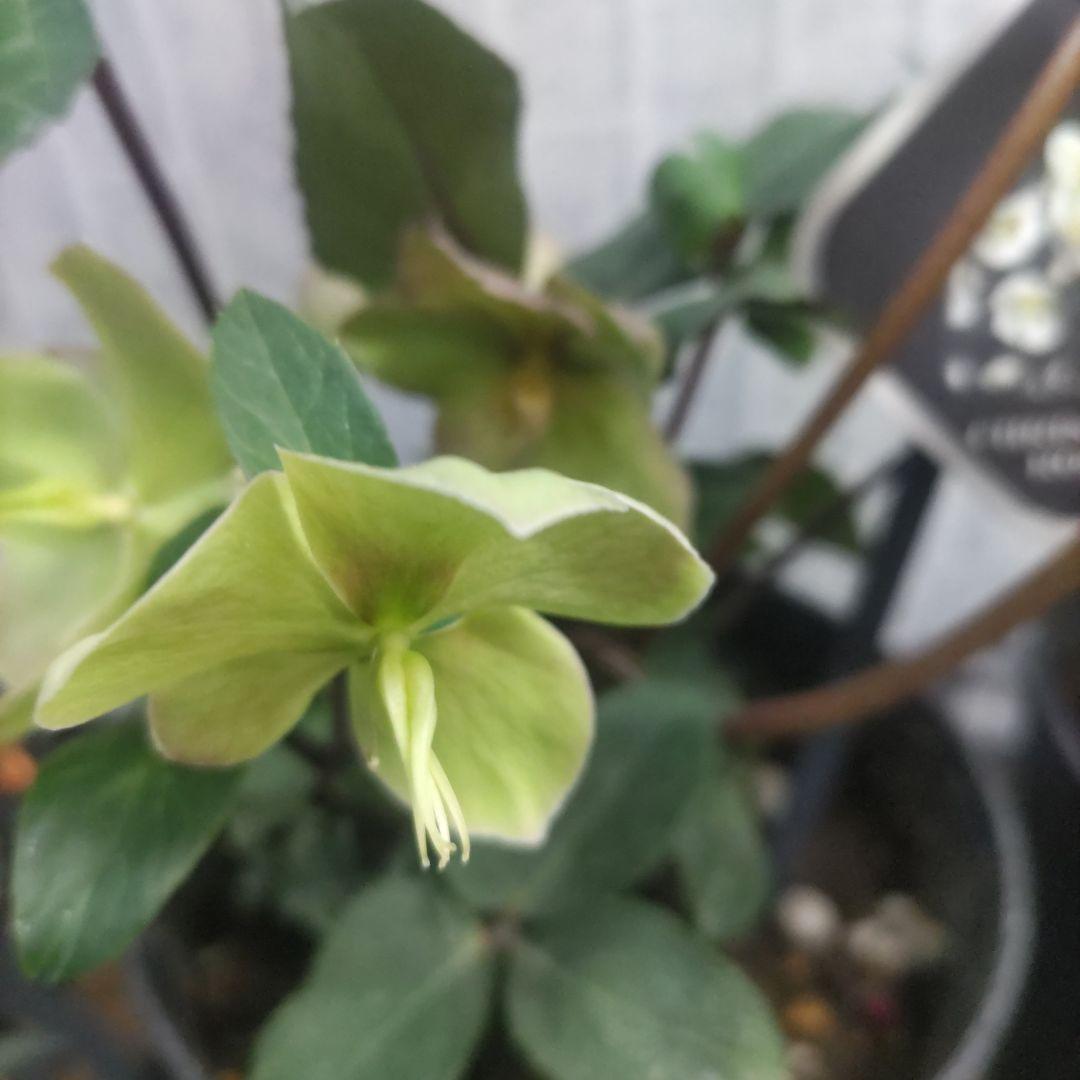 花付きクリスマスローズ⭐️5鉢セット