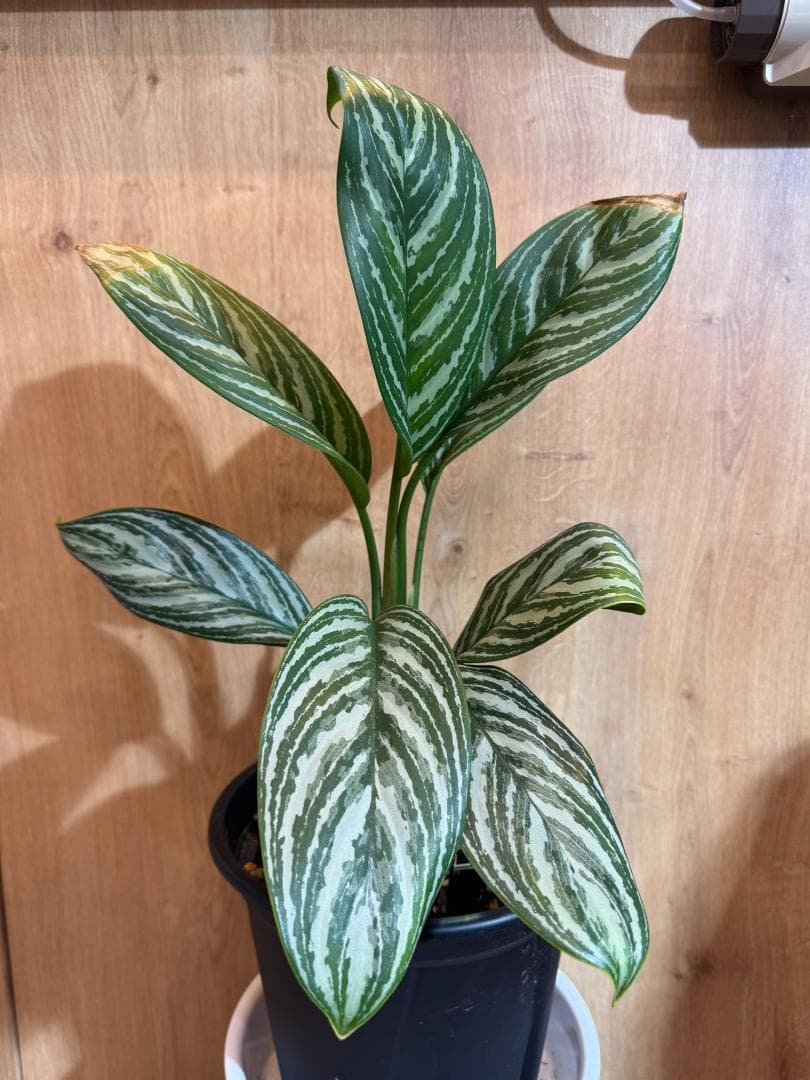 アグラオネマ 二ティドゥーム カーティシー 管理番号0045