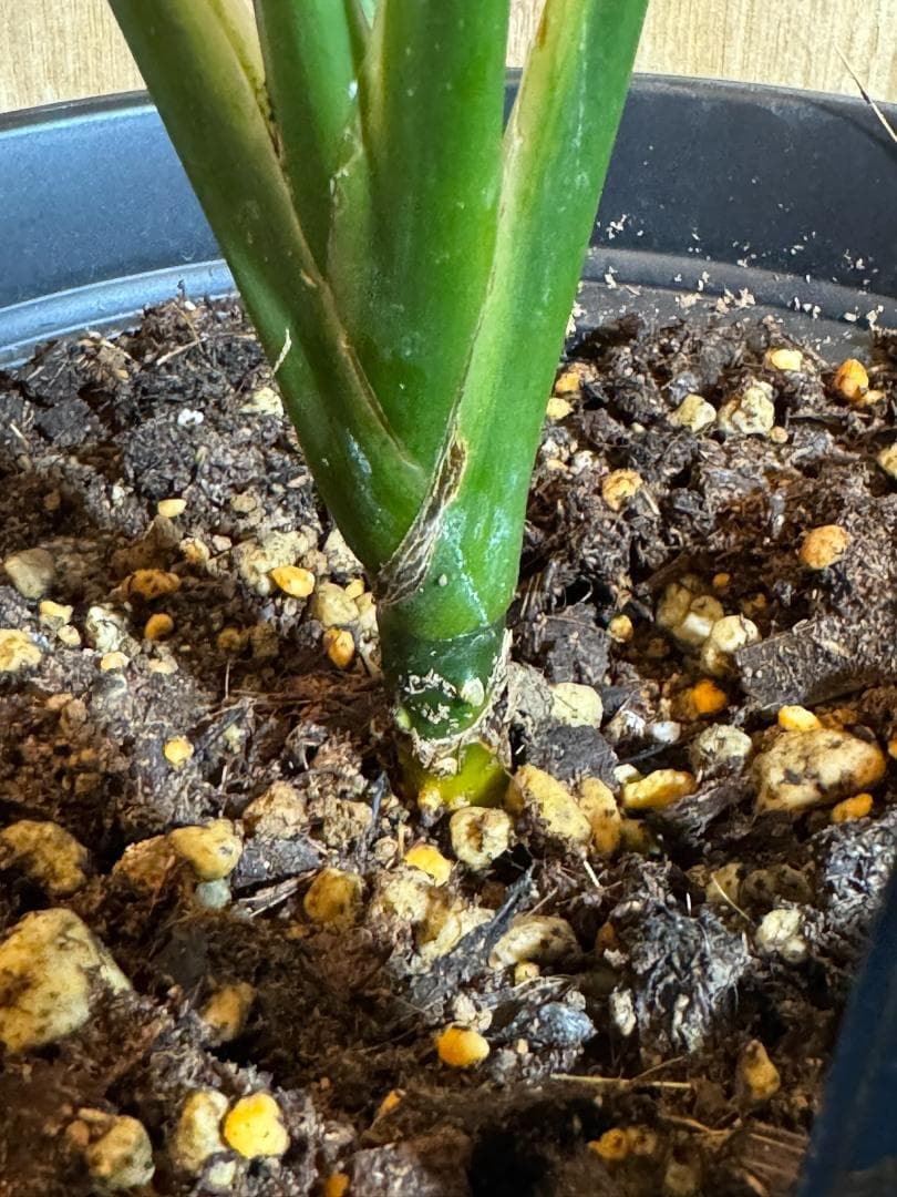 アグラオネマ 二ティドゥーム カーティシー 管理番号0045