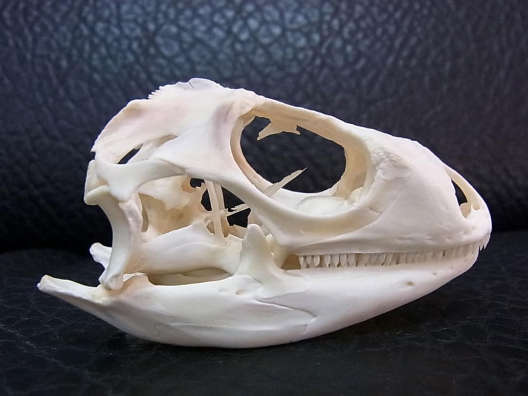 良品！グリーンイグアナの頭骨 Mサイズ（8.5ｃｍ）