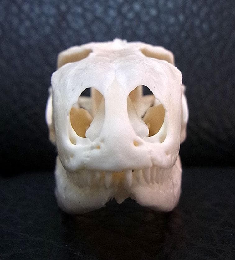 良品！グリーンイグアナの頭骨 Mサイズ（8.5ｃｍ）