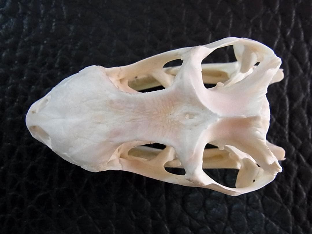 良品！グリーンイグアナの頭骨 Mサイズ（8.5ｃｍ）