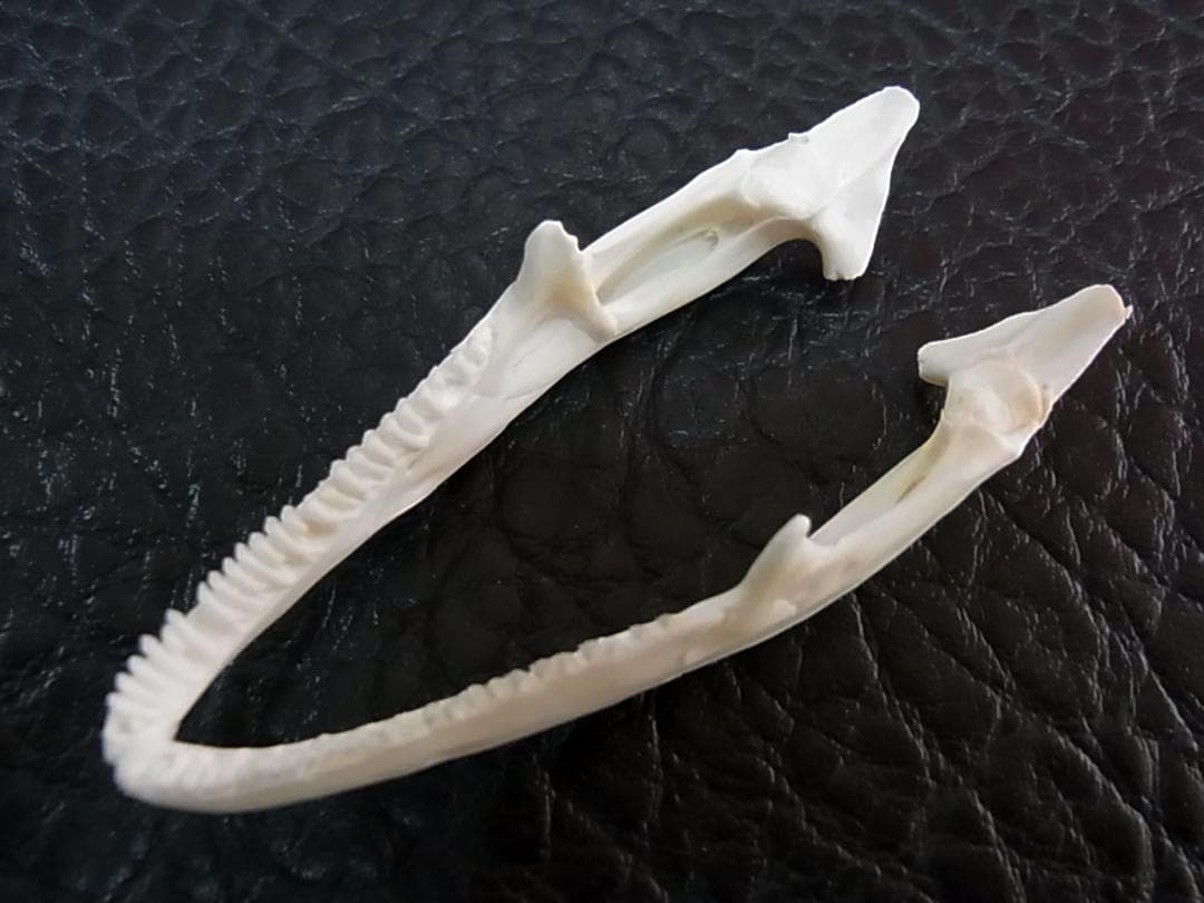 良品！グリーンイグアナの頭骨 Mサイズ（8.5ｃｍ）