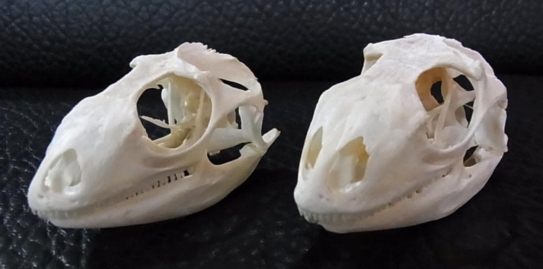 良品！グリーンイグアナの頭骨 Mサイズ（8.5ｃｍ）