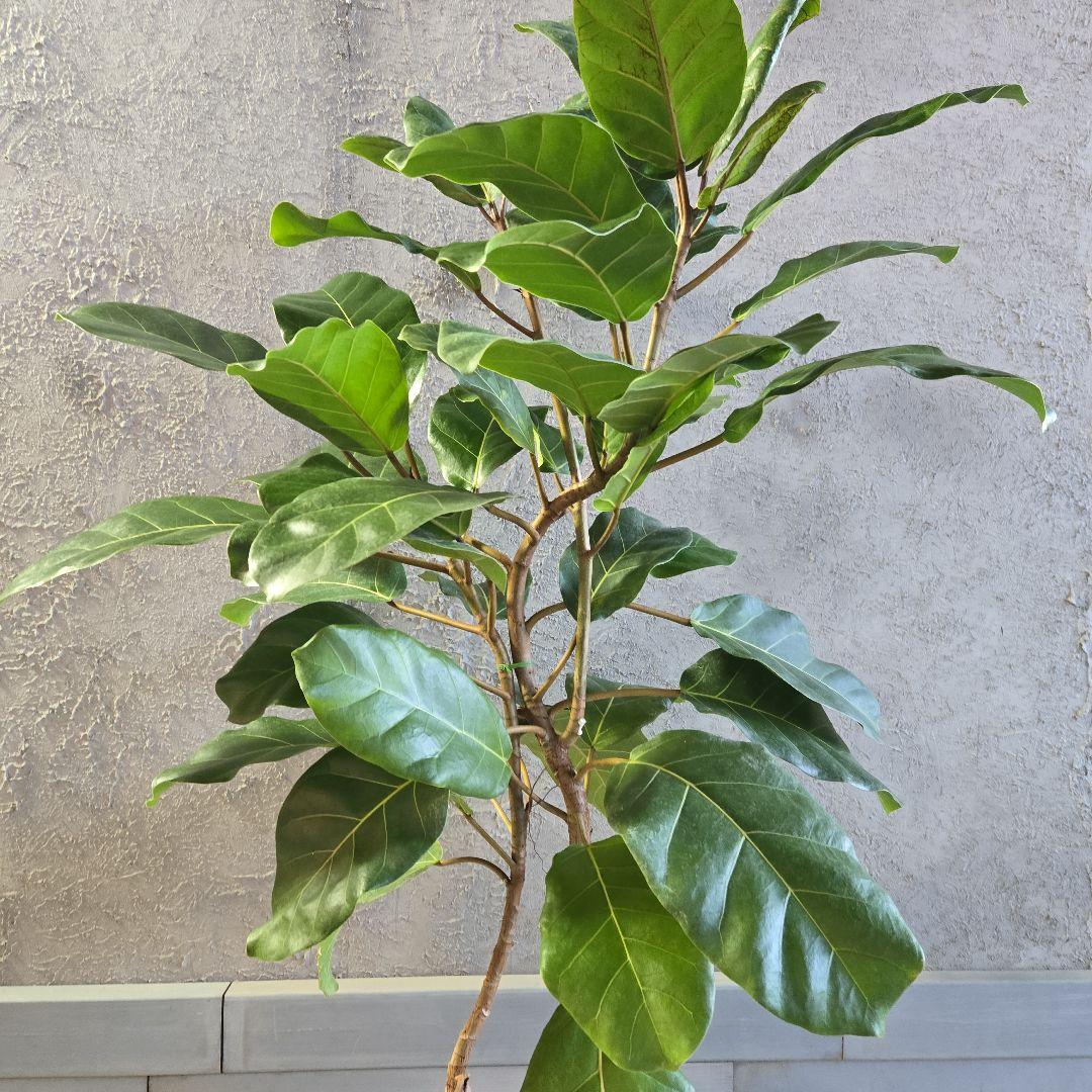 ①　フィカス　アフリカンプリンセス　曲がり仕立て８号最高等級極上品‼️希少品種