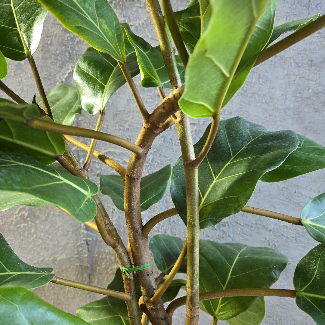 ①　フィカス　アフリカンプリンセス　曲がり仕立て８号最高等級極上品‼️希少品種