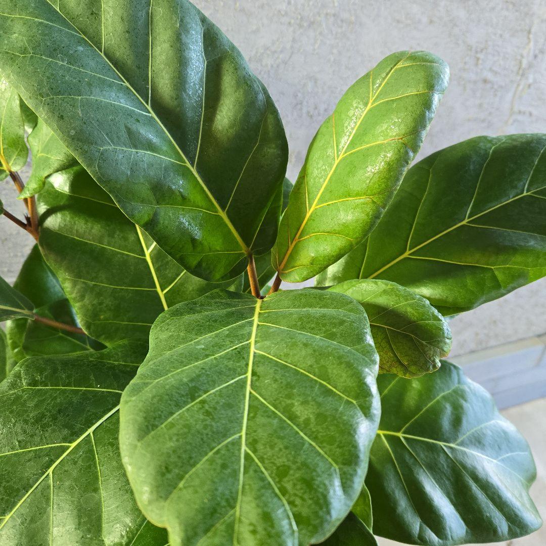 ①　フィカス　アフリカンプリンセス　曲がり仕立て８号最高等級極上品‼️希少品種