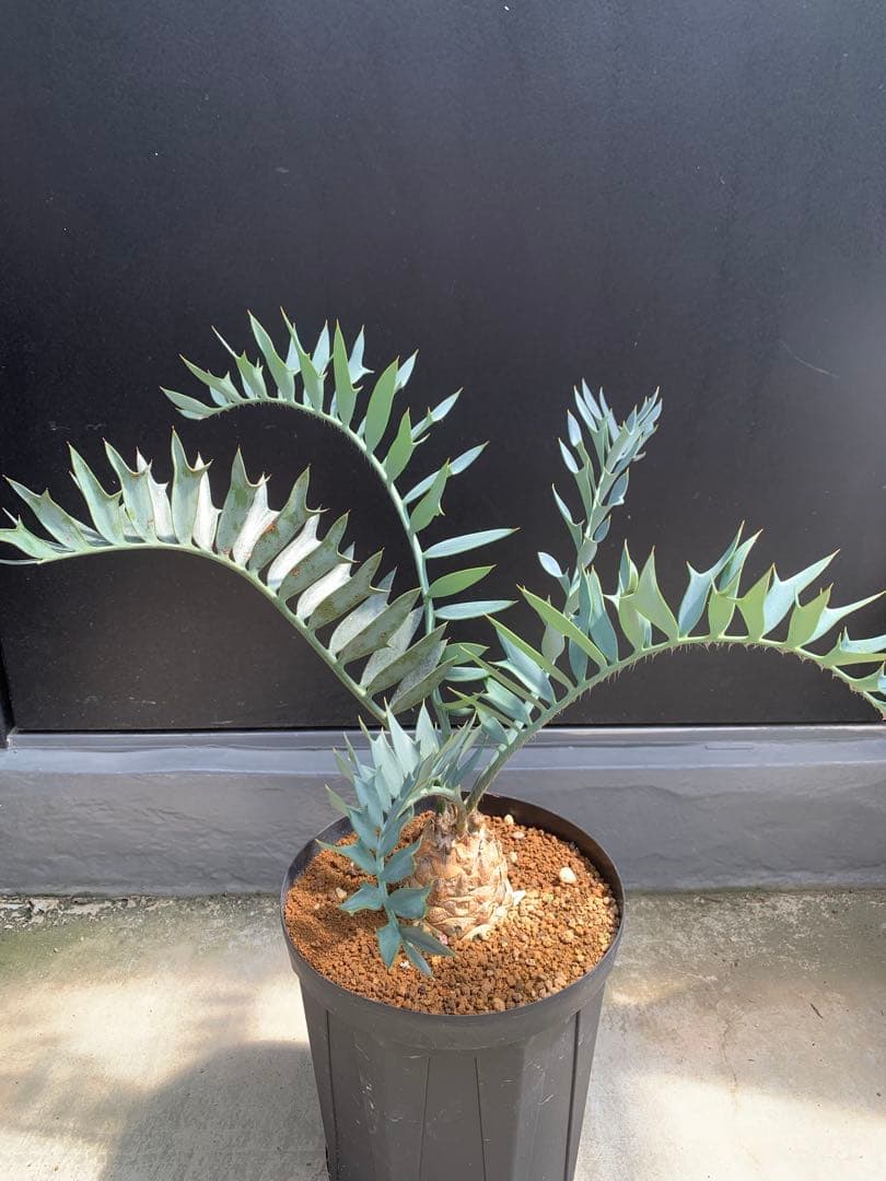 【南ア産・発根済】エンセファラルトス・ホリダス ｜青白葉＆新葉ありNo3-40